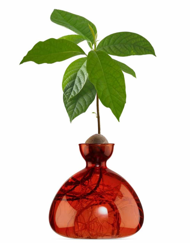 Ilex Studio Gifts Scarlet Avocado Vase, Ilex Studio 650380367974