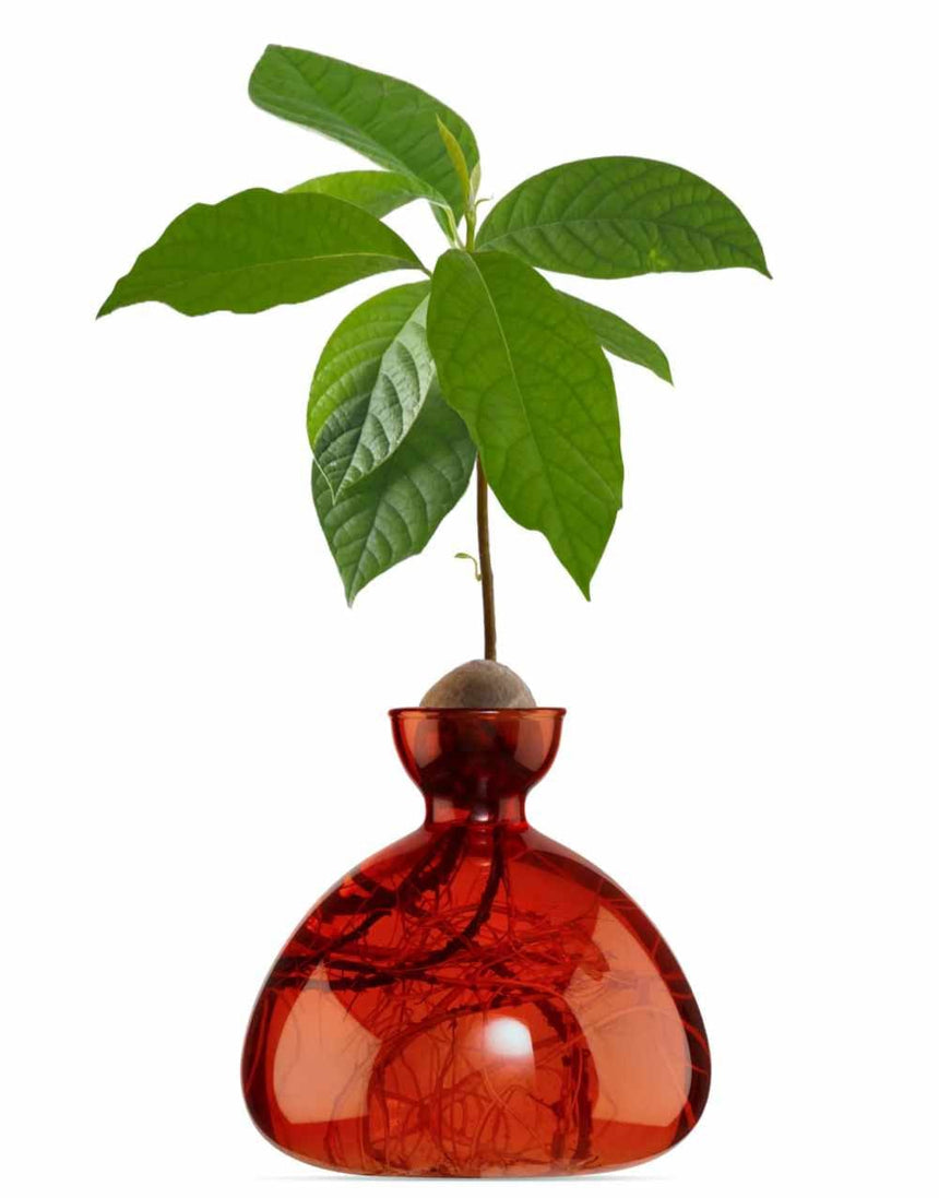 Ilex Studio Gifts Scarlet Avocado Vase, Ilex Studio 650380367974